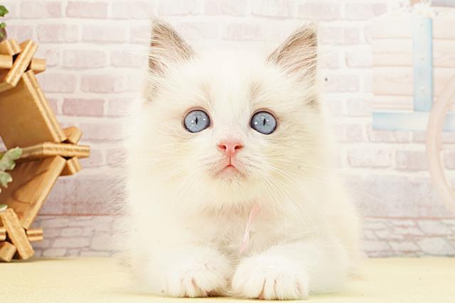 静岡県のラグドール (Coo&RIKU沼津店/2026年1月22日生まれ/女の子/ブルーポイントバイカラー)の子猫