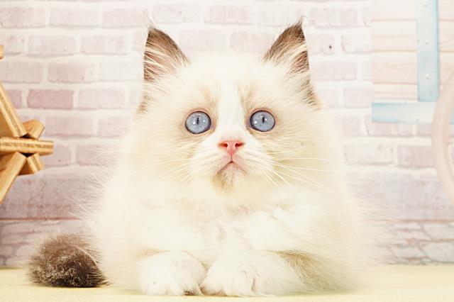 静岡県のラグドール (Coo&RIKU富士店/2026年1月22日生まれ/女の子/シールポイントバイカラー)の子猫の1枚目の画像