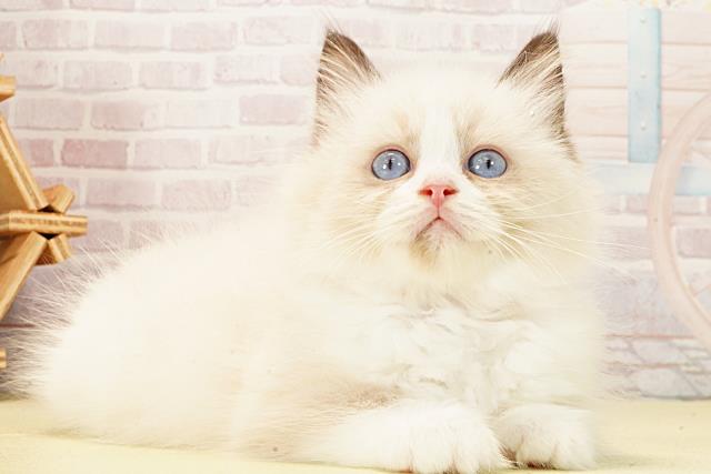 静岡県のラグドール (Coo&RIKU富士店/2026年1月22日生まれ/女の子/シールポイントバイカラー)の子猫の2枚目の画像