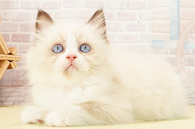 静岡県のラグドール (Coo&RIKU富士店/2026年1月22日生まれ/女の子/シールポイントバイカラー)の子猫の3枚目の画像