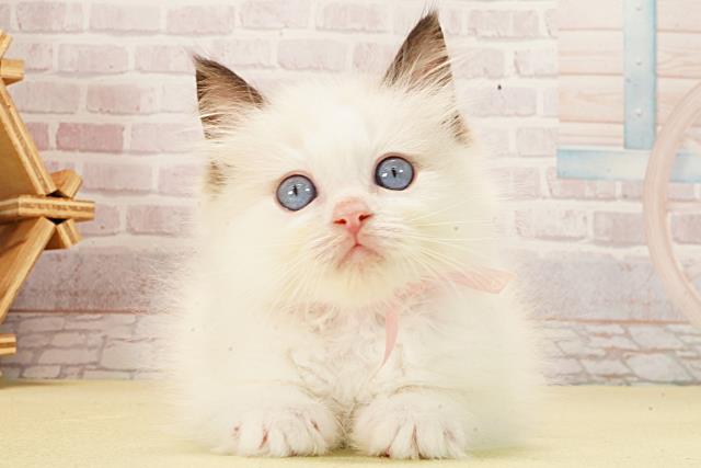 愛知県のラグドール (Coo&RIKU東海一宮店/2026年1月22日生まれ/女の子/シールポイントバイカラー)の子猫の1枚目の画像