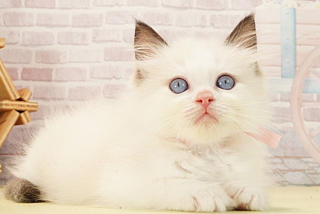 愛知県のラグドール (Coo&RIKU東海一宮店/2026年1月22日生まれ/女の子/シールポイントバイカラー)の子猫の2枚目の画像