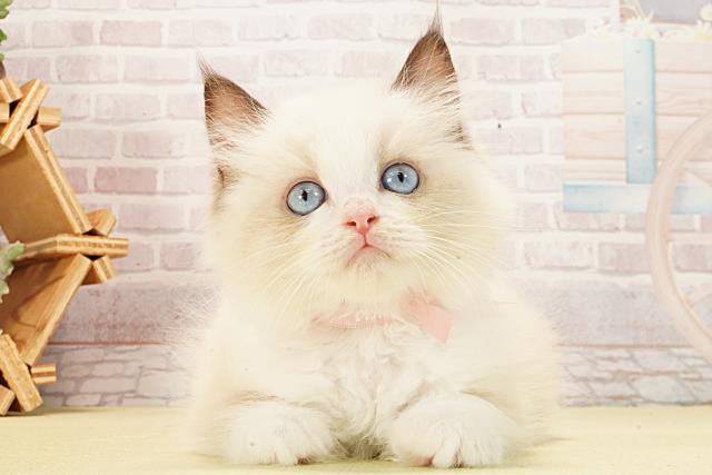 三重県のラグドール (Coo&RIKU四日市店/2026年1月22日生まれ/女の子/シールポイントバイカラー)の子猫