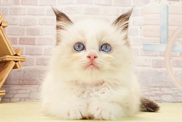 岐阜県のラグドール (Coo&RIKU岐阜店/2026年1月22日生まれ/女の子/シールポイントバイカラー)の子猫の1枚目の画像