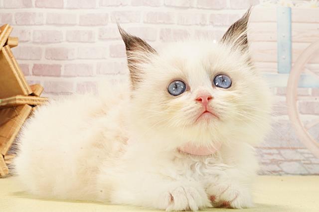 岐阜県のラグドール (Coo&RIKU岐阜店/2026年1月22日生まれ/女の子/シールポイントバイカラー)の子猫の2枚目の画像