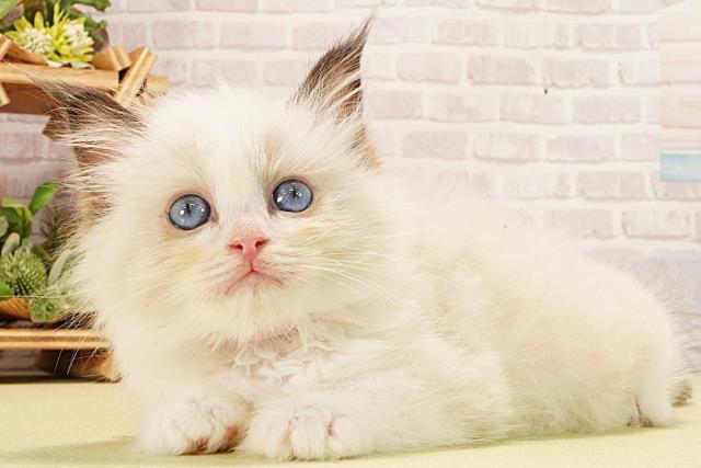 岐阜県のラグドール (Coo&RIKU岐阜店/2026年1月22日生まれ/女の子/シールポイントバイカラー)の子猫の3枚目の画像