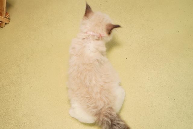 岐阜県のラグドール (Coo&RIKU岐阜店/2026年1月22日生まれ/女の子/シールポイントバイカラー)の子猫の4枚目の画像