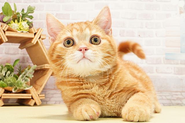 三重県のスコティッシュフォールド (Coo&RIKU津高茶屋店/2025年11月15日生まれ/男の子/レッドタビー)の子猫