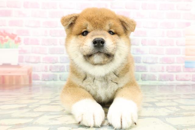 埼玉県の柴犬(標準サイズ) (Coo&RIKU川越店/2026年1月27日生まれ/男の子/赤)の子犬