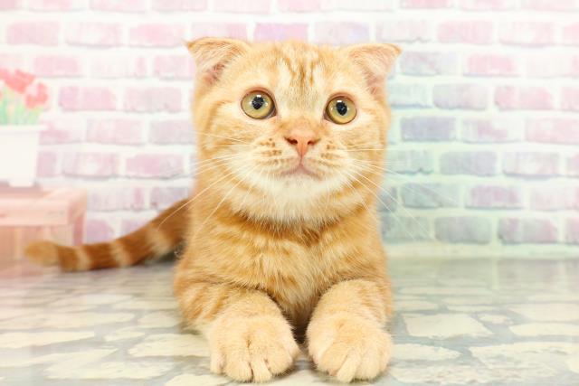 埼玉県のスコティッシュフォールド (Coo&RIKUヤオコー幸手店/2025年12月8日生まれ/男の子/レッドタビー)の子猫