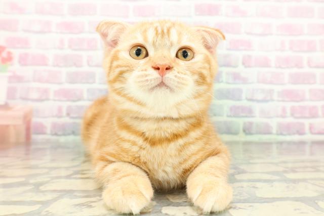 千葉県のスコティッシュフォールド (Coo&RIKUフレスポ稲毛店/2025年12月8日生まれ/男の子/レッドタビー)の子猫の1枚目の画像