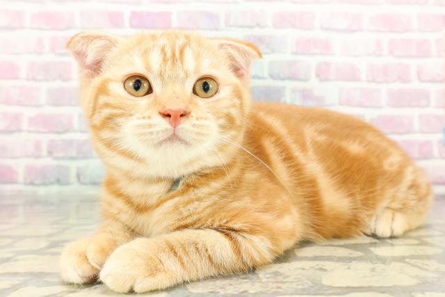 千葉県のスコティッシュフォールド (Coo&RIKUフレスポ稲毛店/2025年12月8日生まれ/男の子/レッドタビー)の子猫の2枚目の画像