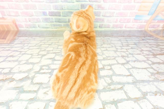 千葉県のスコティッシュフォールド (Coo&RIKUフレスポ稲毛店/2025年12月8日生まれ/男の子/レッドタビー)の子猫の4枚目の画像