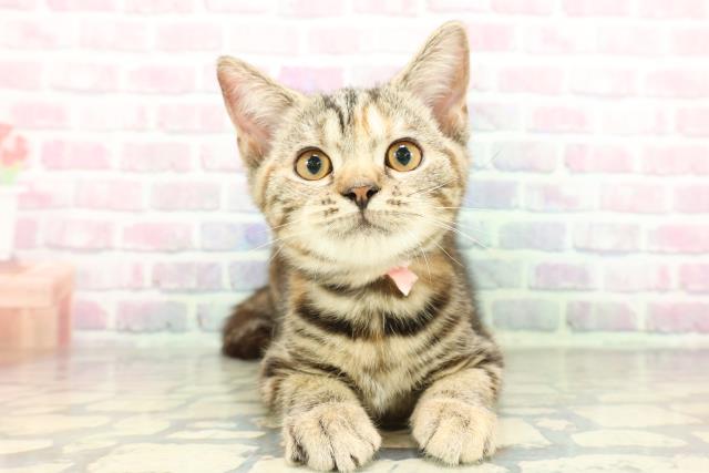 埼玉県のスコティッシュフォールド (Coo&RIKUアニマルケアセンター大宮/2025年12月8日生まれ/女の子/ブラウンパッチドタビー)の子猫