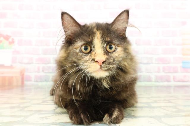 埼玉県のサイベリアン (Coo&RIKUアニマルケアセンター大宮/2025年10月29日生まれ/女の子/トーティー)の子猫の1枚目の画像