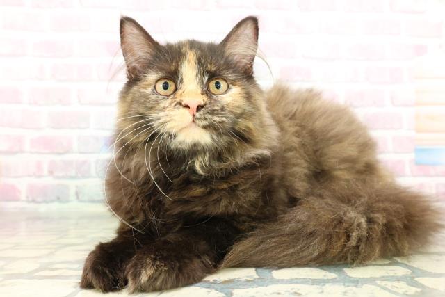 埼玉県のサイベリアン (Coo&RIKUアニマルケアセンター大宮/2025年10月29日生まれ/女の子/トーティー)の子猫の2枚目の画像