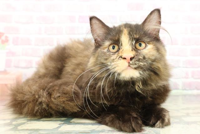 埼玉県のサイベリアン (Coo&RIKUアニマルケアセンター大宮/2025年10月29日生まれ/女の子/トーティー)の子猫の3枚目の画像