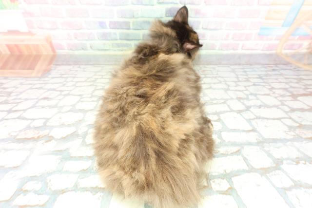 埼玉県のサイベリアン (Coo&RIKUアニマルケアセンター大宮/2025年10月29日生まれ/女の子/トーティー)の子猫の4枚目の画像