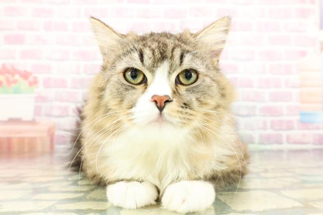 神奈川県のラガマフィン (Coo&RIKU藤沢店/2025年7月11日生まれ/男の子/ブラウンタビーホワイト)の子猫の1枚目の画像