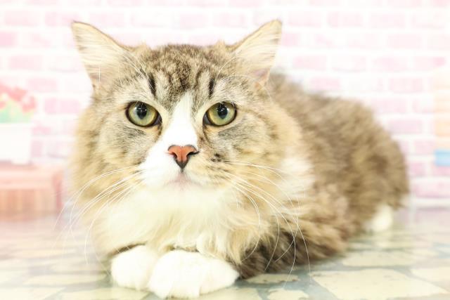 神奈川県のラガマフィン (Coo&RIKU藤沢店/2025年7月11日生まれ/男の子/ブラウンタビーホワイト)の子猫の2枚目の画像