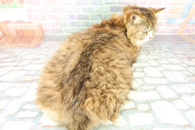 神奈川県のラガマフィン (Coo&RIKU藤沢店/2025年7月11日生まれ/男の子/ブラウンタビーホワイト)の子猫の4枚目の画像