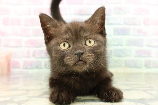 ブリティッシュショートヘアー