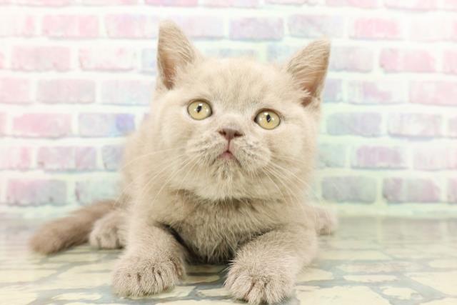 ブリティッシュショートヘアー