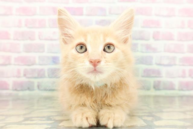 東京都のメインクーン (Coo&RIKU武蔵小山店/2026年1月26日生まれ/男の子/クリームタビー)の子猫の1枚目の画像