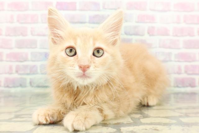 東京都のメインクーン (Coo&RIKU武蔵小山店/2026年1月26日生まれ/男の子/クリームタビー)の子猫の2枚目の画像