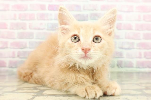 東京都のメインクーン (Coo&RIKU武蔵小山店/2026年1月26日生まれ/男の子/クリームタビー)の子猫の3枚目の画像