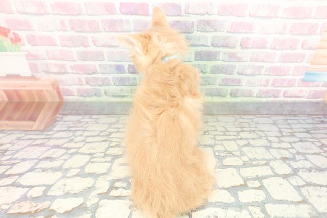 東京都のメインクーン (Coo&RIKU武蔵小山店/2026年1月26日生まれ/男の子/クリームタビー)の子猫の4枚目の画像