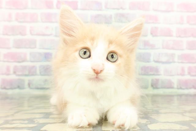 東京都のメインクーン (Coo&RIKU三軒茶屋店/2026年1月26日生まれ/男の子/クリームタビーホワイト)の子猫の1枚目の画像