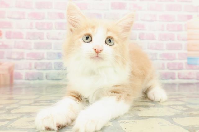 東京都のメインクーン (Coo&RIKU三軒茶屋店/2026年1月26日生まれ/男の子/クリームタビーホワイト)の子猫の2枚目の画像