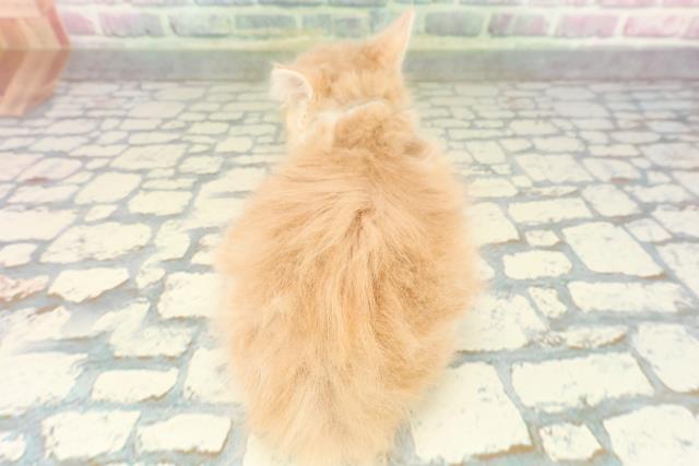 東京都のメインクーン (Coo&RIKU三軒茶屋店/2026年1月26日生まれ/男の子/クリームタビーホワイト)の子猫の4枚目の画像