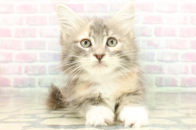 東京都のメインクーン (Coo&RIKU浅草店/2026年1月26日生まれ/女の子/ブルーパッチドタビーホワイト)の子猫の1枚目の画像