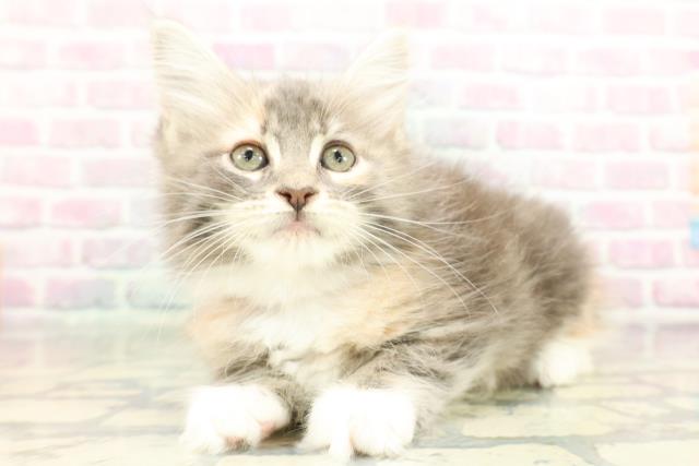 東京都のメインクーン (Coo&RIKU浅草店/2026年1月26日生まれ/女の子/ブルーパッチドタビーホワイト)の子猫の2枚目の画像