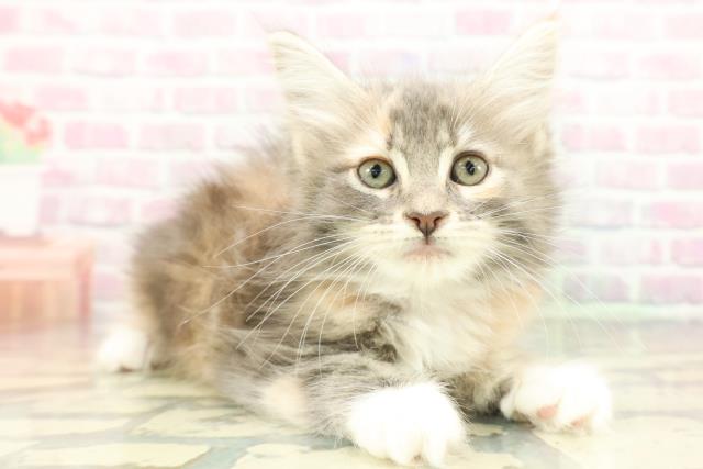 東京都のメインクーン (Coo&RIKU浅草店/2026年1月26日生まれ/女の子/ブルーパッチドタビーホワイト)の子猫の3枚目の画像