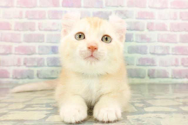 アメリカンカール