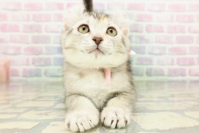 アメリカンカール