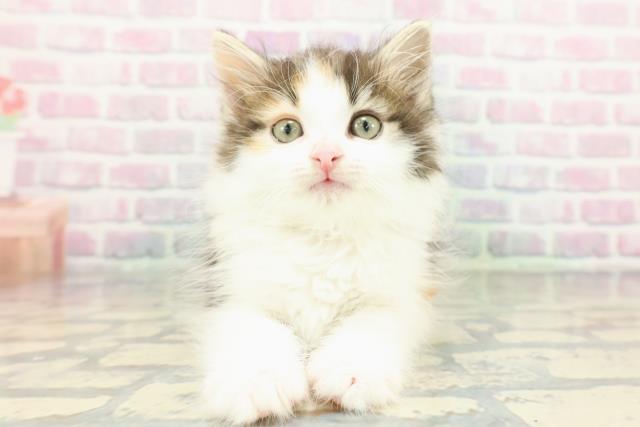 高知県のノルウェージャンフォレストキャット (Coo&RIKU高知御座店/2026年1月25日生まれ/女の子/ブラウンパッチドタビーホワイト)の子猫の1枚目の画像