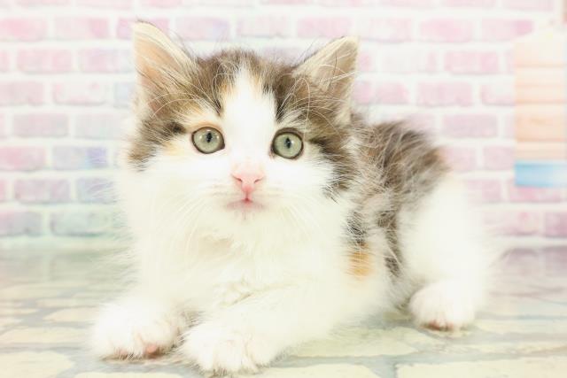 高知県のノルウェージャンフォレストキャット (Coo&RIKU高知御座店/2026年1月25日生まれ/女の子/ブラウンパッチドタビーホワイト)の子猫の2枚目の画像