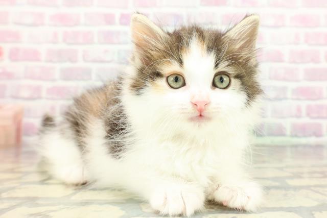 高知県のノルウェージャンフォレストキャット (Coo&RIKU高知御座店/2026年1月25日生まれ/女の子/ブラウンパッチドタビーホワイト)の子猫の3枚目の画像