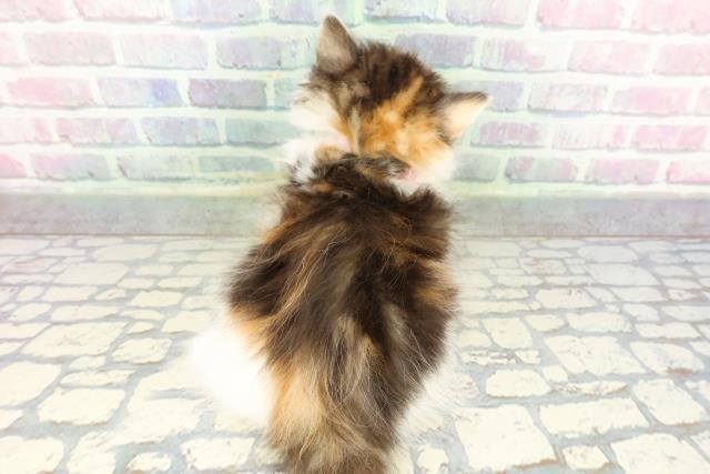 高知県のノルウェージャンフォレストキャット (Coo&RIKU高知御座店/2026年1月25日生まれ/女の子/ブラウンパッチドタビーホワイト)の子猫の4枚目の画像