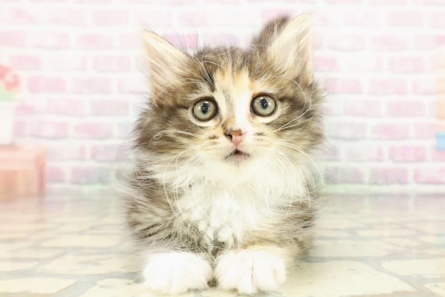 東京都のノルウェージャンフォレストキャット (Coo&RIKU池袋西口店/2026年1月25日生まれ/女の子/ブラウンパッチドタビーホワイト)の子猫