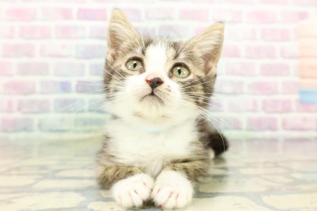 茨城県のスコティッシュフォールド (Coo&RIKU水戸店/2026年1月15日生まれ/男の子/ブラウンタビーホワイト)の子猫