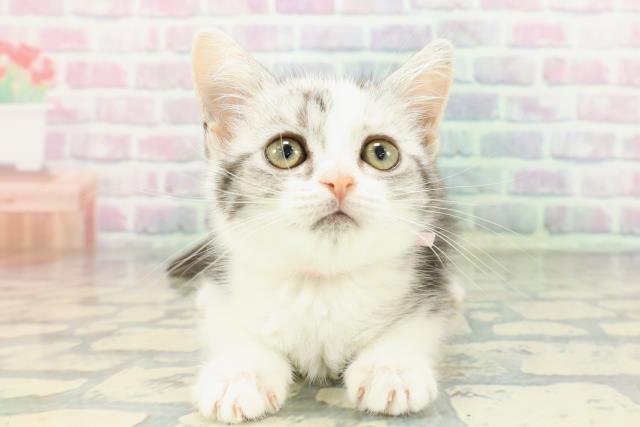 東京都のスコティッシュフォールド (Coo&RIKU府中店/2026年1月15日生まれ/女の子/シルバーパッチドタビーホワイト)の子猫の1枚目の画像