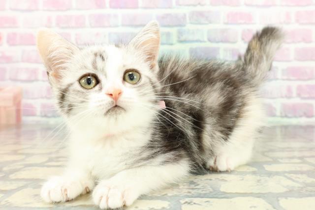東京都のスコティッシュフォールド (Coo&RIKU府中店/2026年1月15日生まれ/女の子/シルバーパッチドタビーホワイト)の子猫の2枚目の画像
