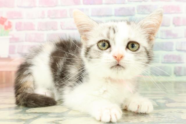 東京都のスコティッシュフォールド (Coo&RIKU府中店/2026年1月15日生まれ/女の子/シルバーパッチドタビーホワイト)の子猫の3枚目の画像