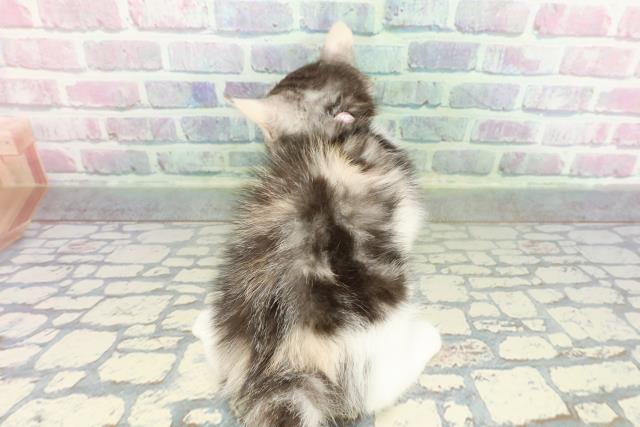 東京都のスコティッシュフォールド (Coo&RIKU府中店/2026年1月15日生まれ/女の子/シルバーパッチドタビーホワイト)の子猫の4枚目の画像