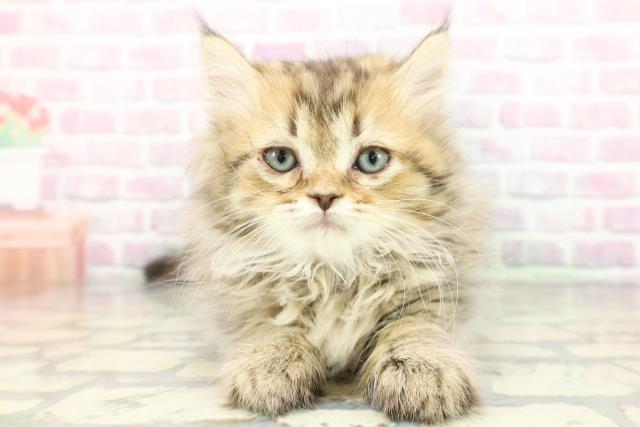 神奈川県のミヌエット (Coo&RIKU藤沢店/2026年1月19日生まれ/男の子/ブラウンタビー)の子猫の1枚目の画像